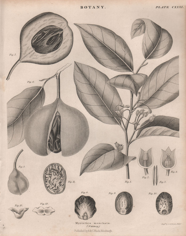 Myristica moschata (Nutmeg). BRITANNICA 1860 old antique vintage print picture